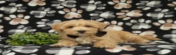 Maltipoo dogs for sale: Osborne - Ad 6