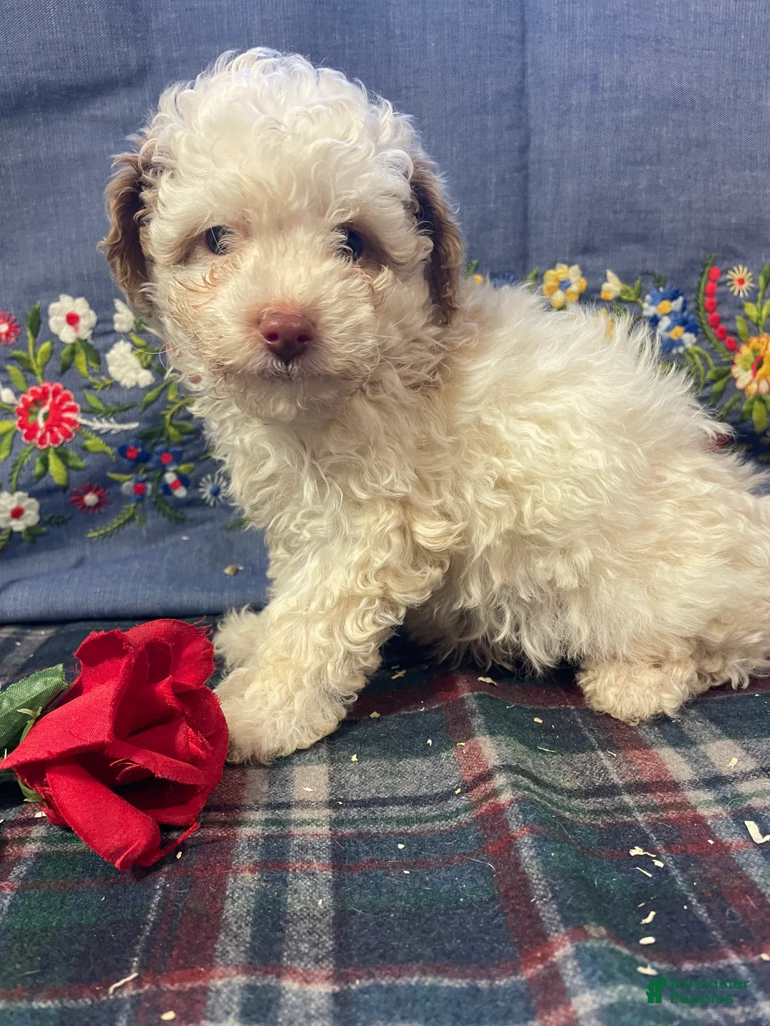Yorkiepoo dogs for sale: Martin - Ad 3