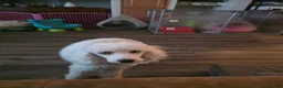 Miniature Poodle dogs for sale: Miniature Poodle 2 - Ad 5