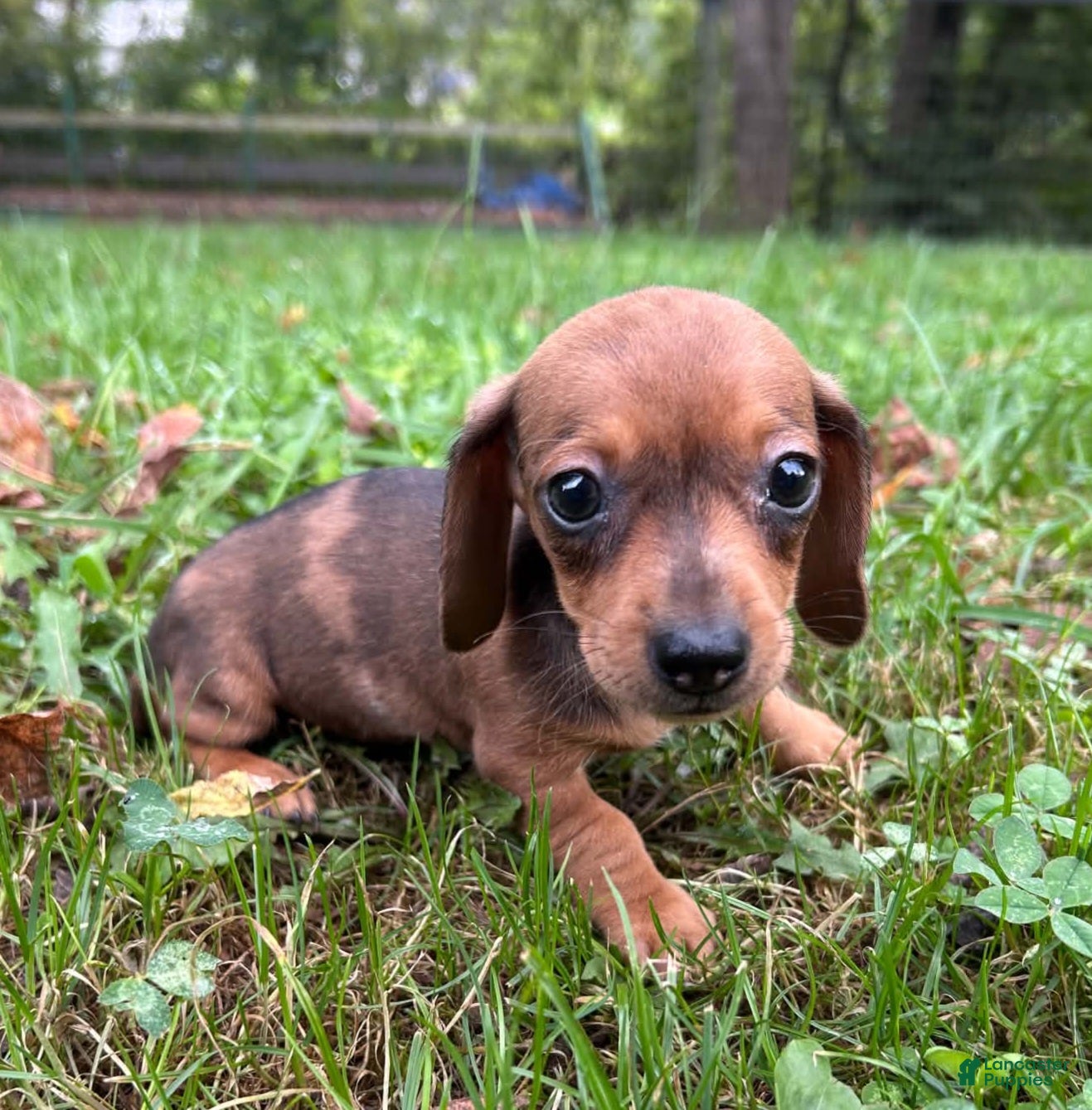 Miniature Dachshund dogs AKC Wynona delivery available  - Ad 1