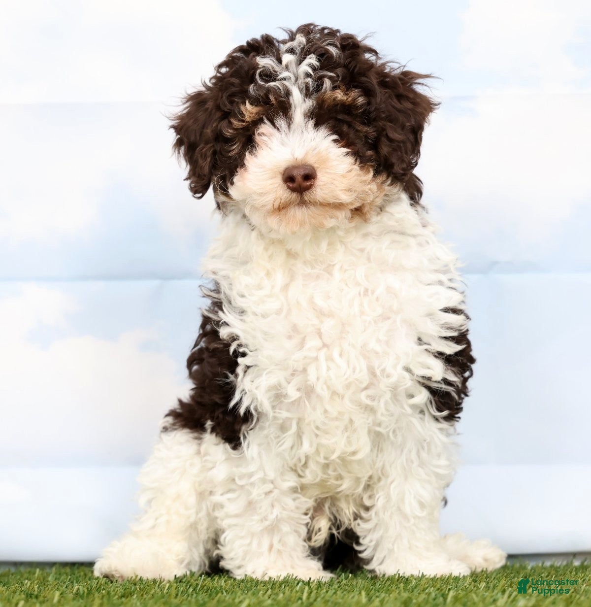 Toy Poodle dogs Nate - Ad 2