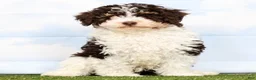 Toy Poodle dogs for sale: Nate - Ad 2