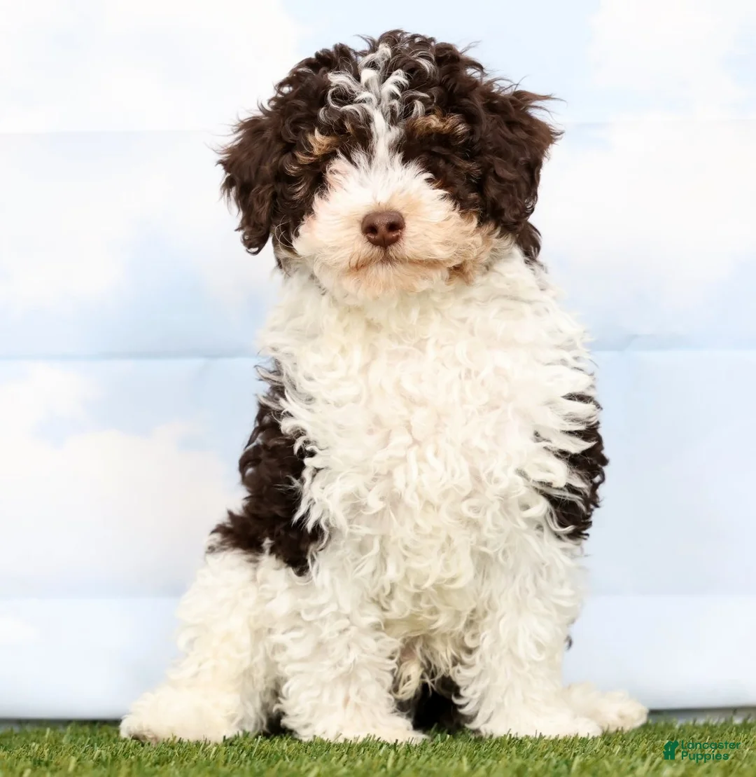 Toy Poodle dogs for sale: Nate - Ad 2