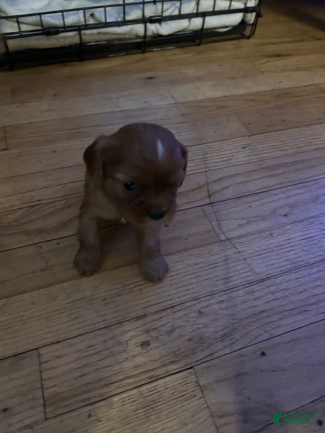 Cavalier King Charles Spaniel dogs for sale: Aries - Ad 3