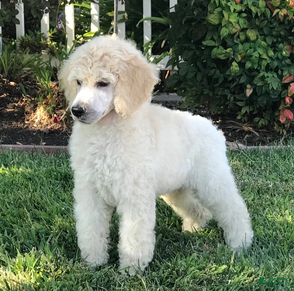 Standard Poodle dogs Boy 2 - Ad 4