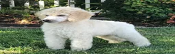 Standard Poodle dogs for sale: Boy 2 - Ad 1