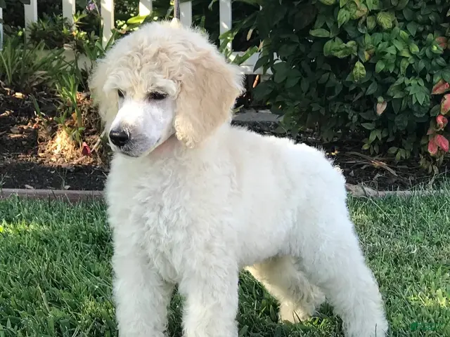 Standard Poodle dogs Boy 2 - Ad 16