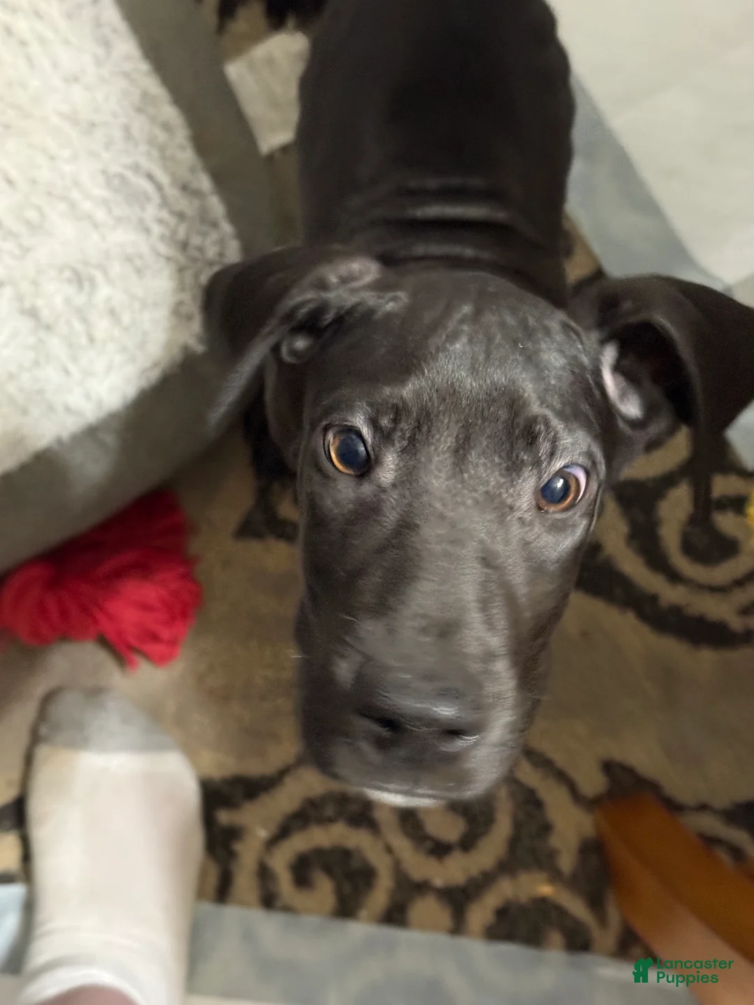 Great Dane dogs for sale: Ruby  - Ad 1