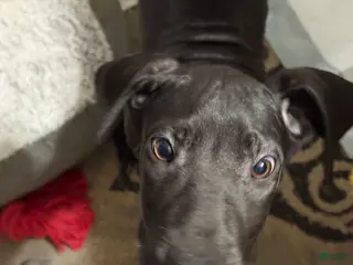 Great Dane dogs Ruby - Ad 11