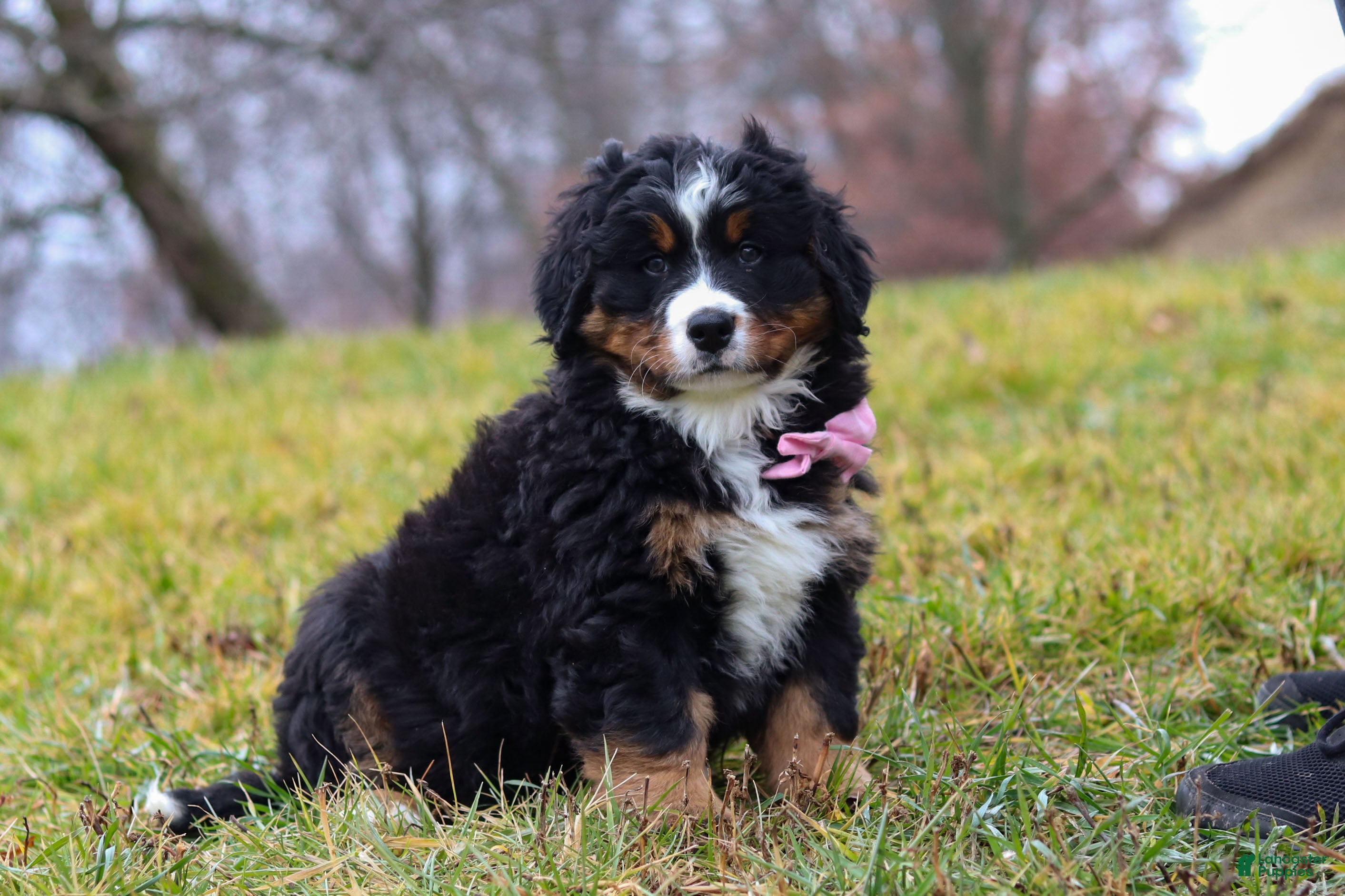 Bernese Mountain Dog dogs Sadie - Ad 29