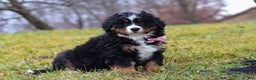 Bernese Mountain Dog dogs for sale: Sadie - Ad 1
