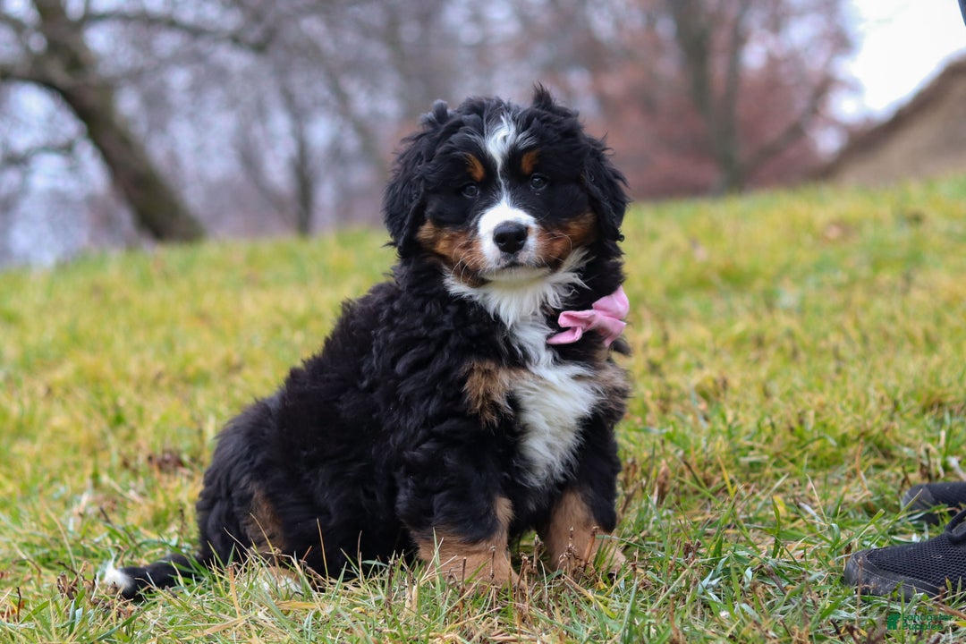 Bernese Mountain Dog dogs for sale: Sadie - Ad 1
