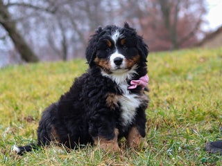 Bernese Mountain Dog dogs Sadie - Ad 29