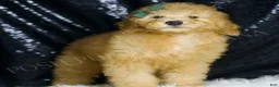 Mini Goldendoodle dogs for sale: Butters - Ad 1