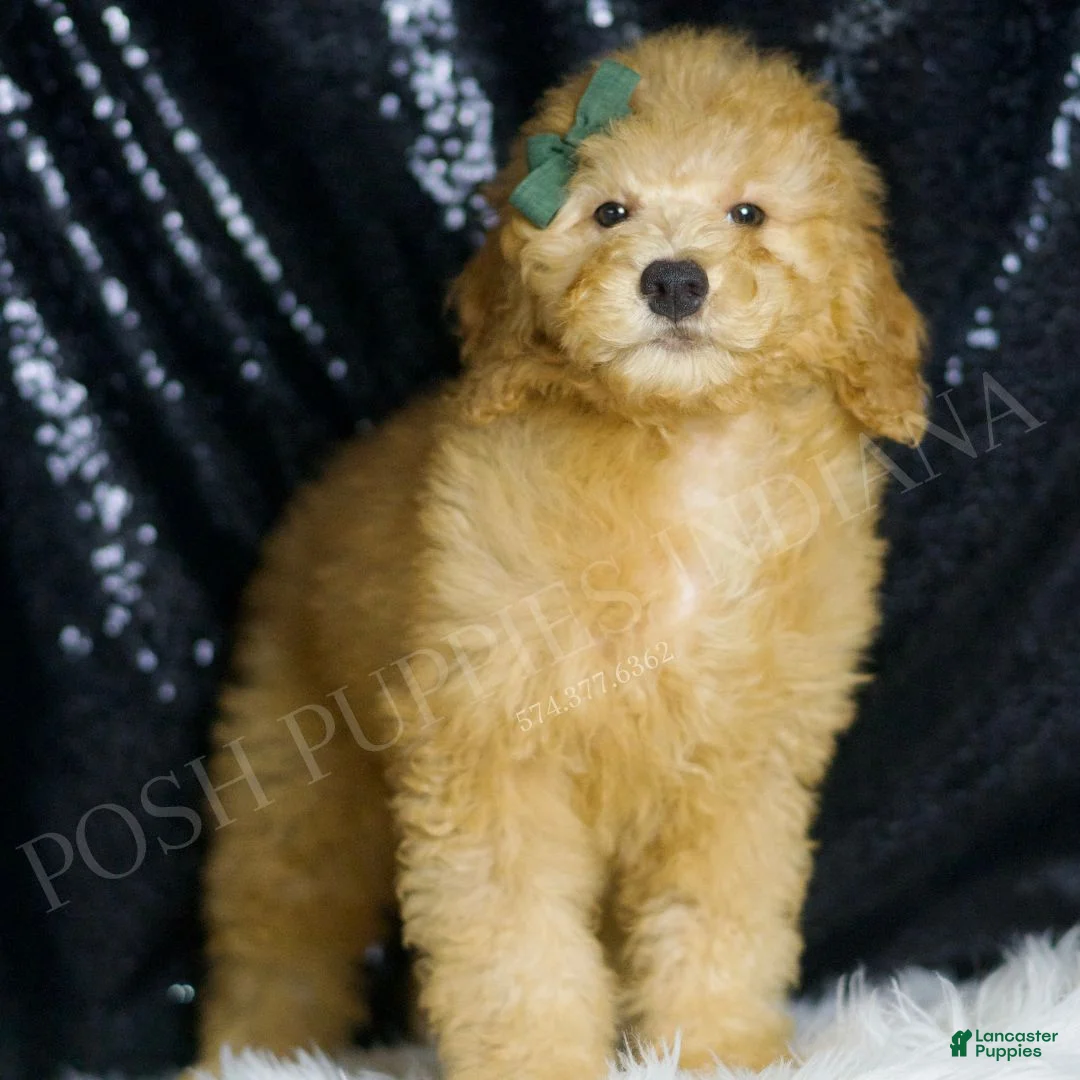 Mini Goldendoodle dogs for sale: Butters - Ad 1