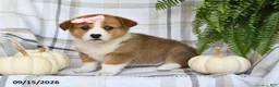 Welsh Corgi Pembroke dogs for sale: Daisy - Ad 3