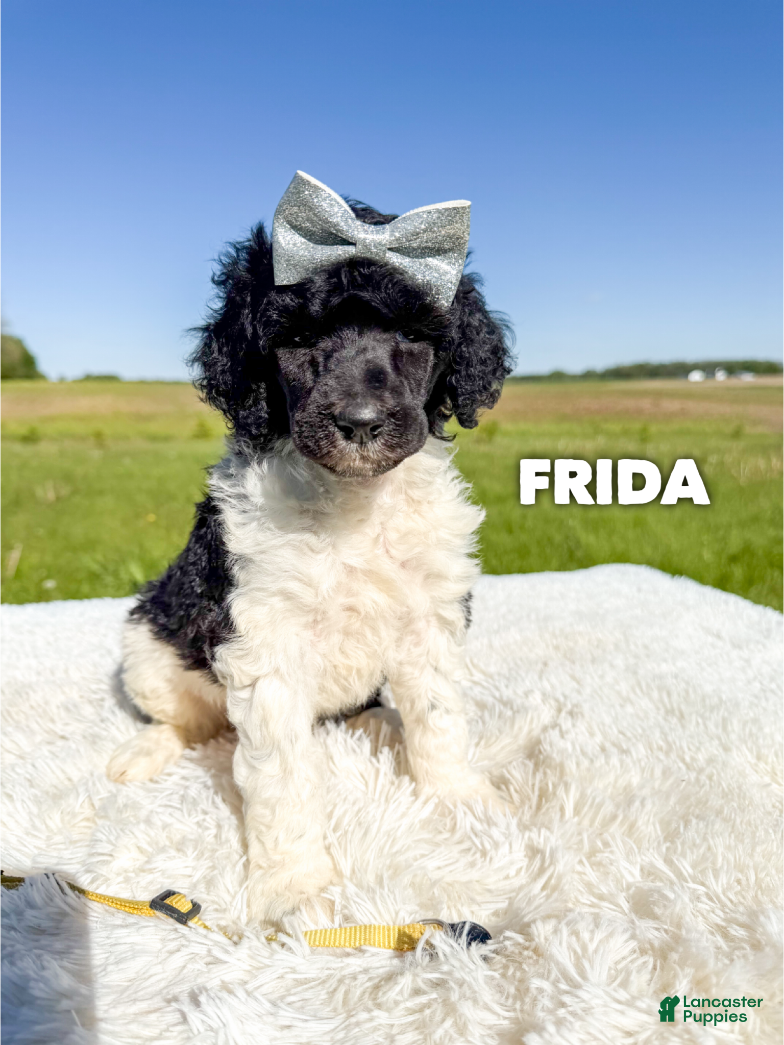Standard Poodle dogs Frida - AKC - Ad 16