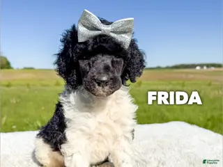 Standard Poodle dogs Frida - AKC - Ad 16
