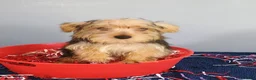 Yorkshire Terrier dogs for sale: Yorkshire Terrier 3 - Ad 7
