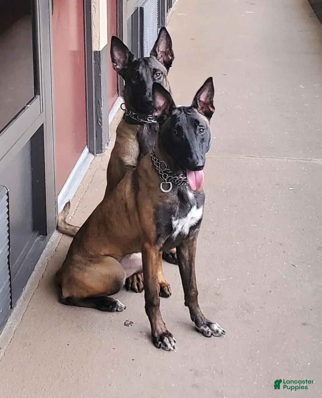 Belgian Malinois dogs for sale: Belgian Malinois Puppy 1 - Ad 2