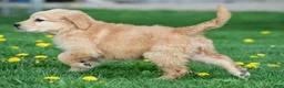 Golden Retriever dogs for sale: Max - Ad 10