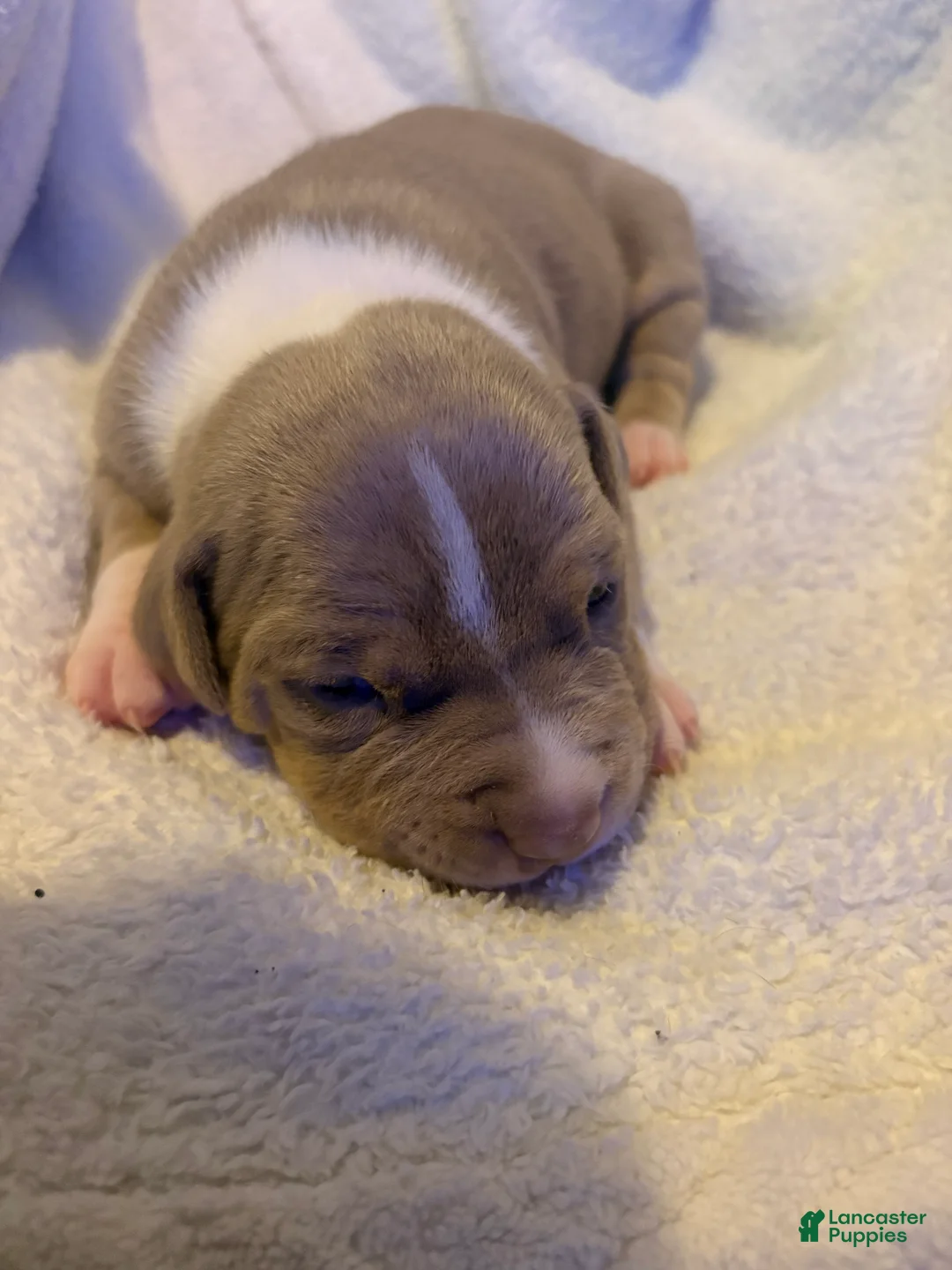American Pit Bull Terrier dogs for sale: American Pit Bull Terrier Puppy 4 - Ad 1