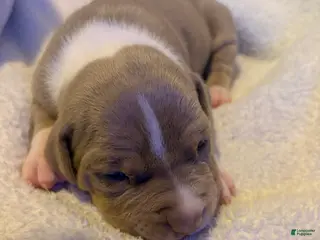 American Pit Bull Terrier dogs American Pit Bull Terrier Puppy 4 - Ad 15