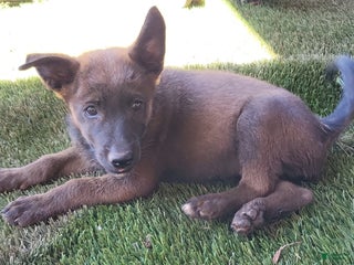 Mixed Breed dogs - Ad 3