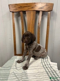 German Shorthaired Pointer dogs Penny - Ad 1
