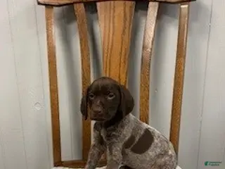 German Shorthaired Pointer dogs for sale: Penny - Ad 2