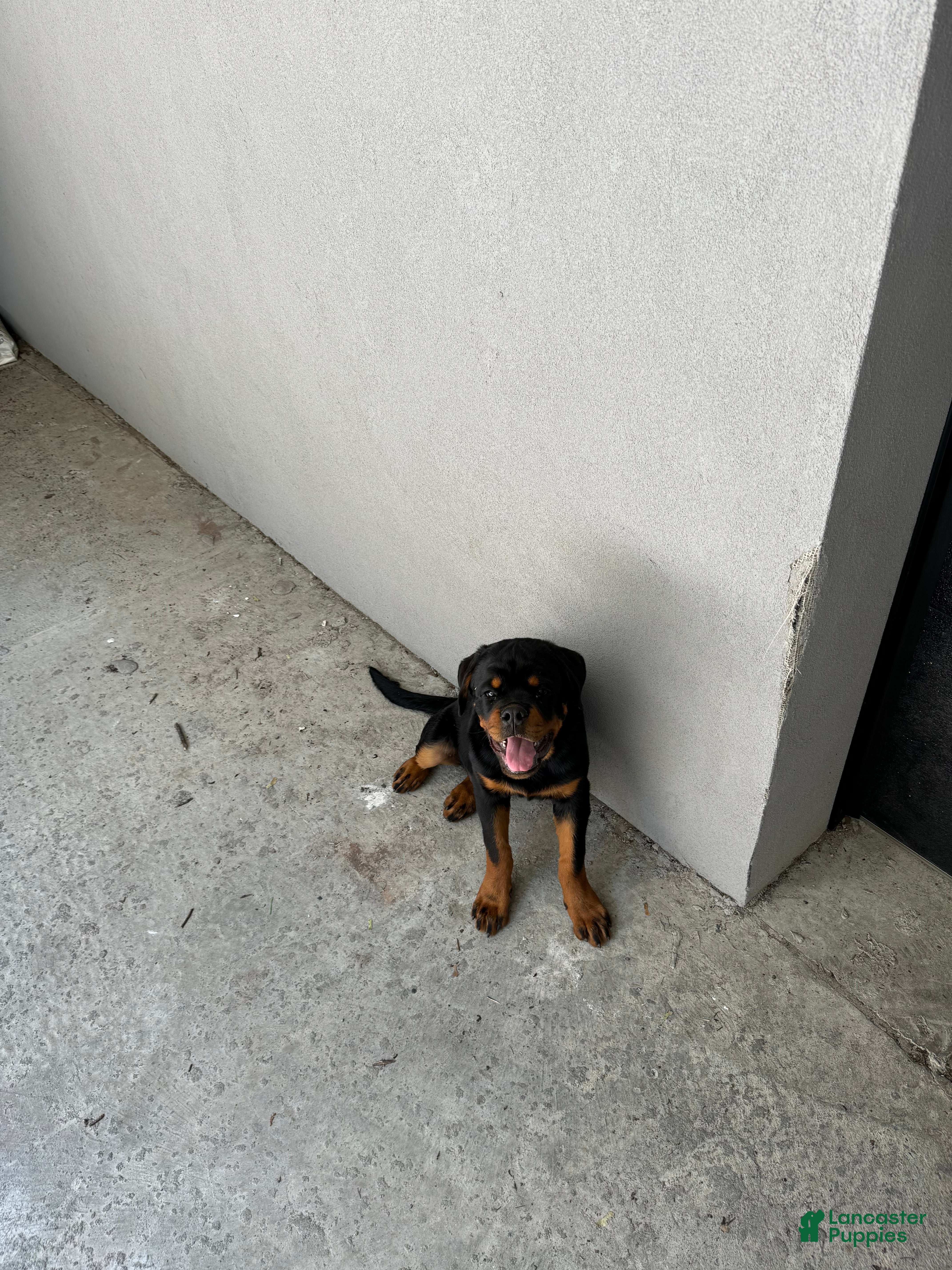Rottweiler dogs Rottweiler 8 - Ad 5