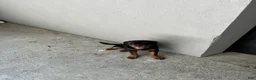 Rottweiler dogs for sale: Rottweiler 8 - Ad 1