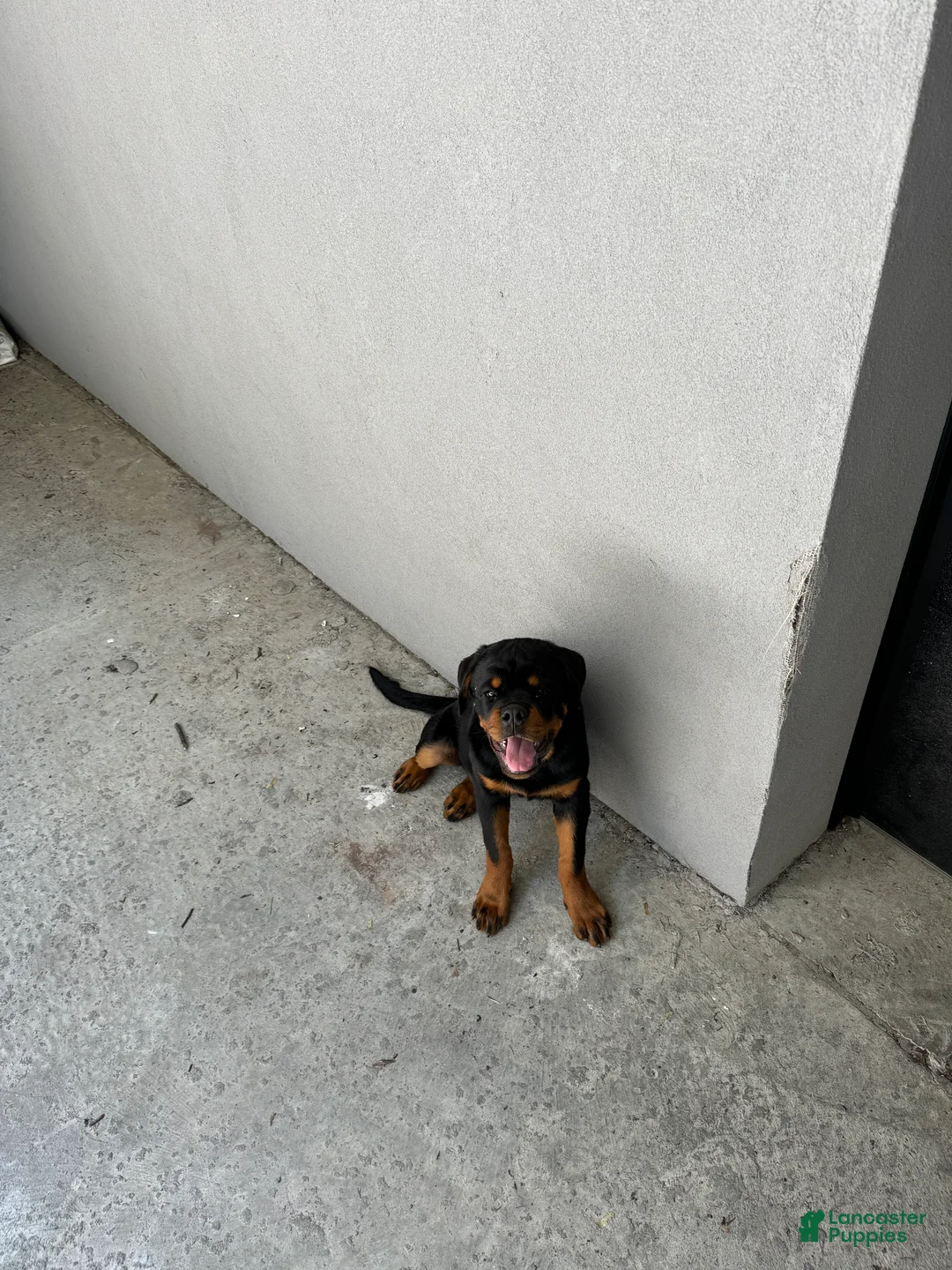 Rottweiler dogs for sale: Rottweiler 8 - Ad 1