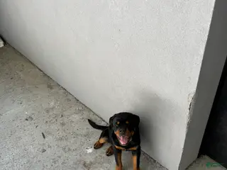 Rottweiler dogs Rottweiler 8 - Ad 5