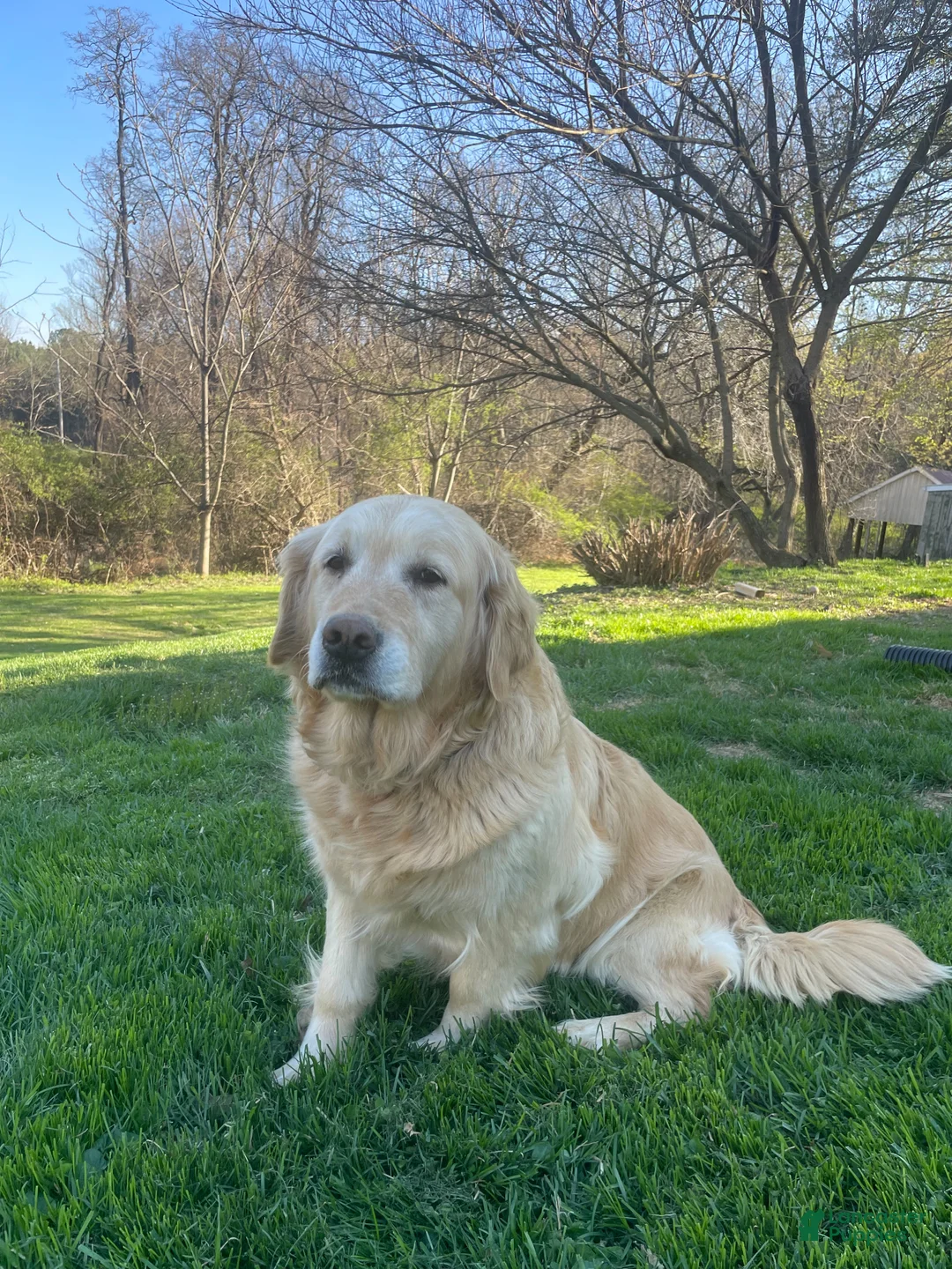 Golden Retriever dogs for sale: Olson - Ad 4