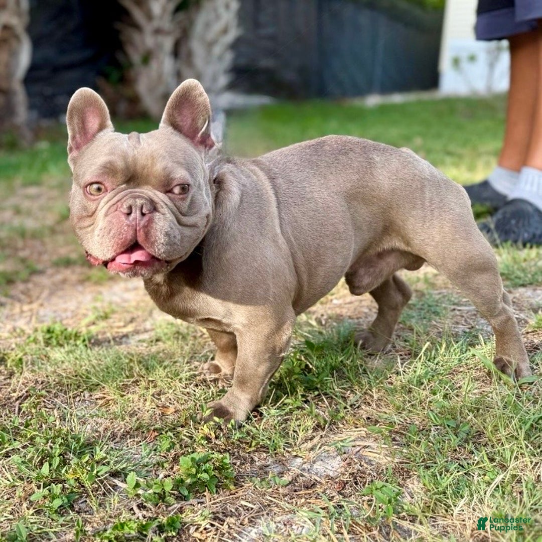 French Bulldog dogs for sale: Enzo - Ad 6