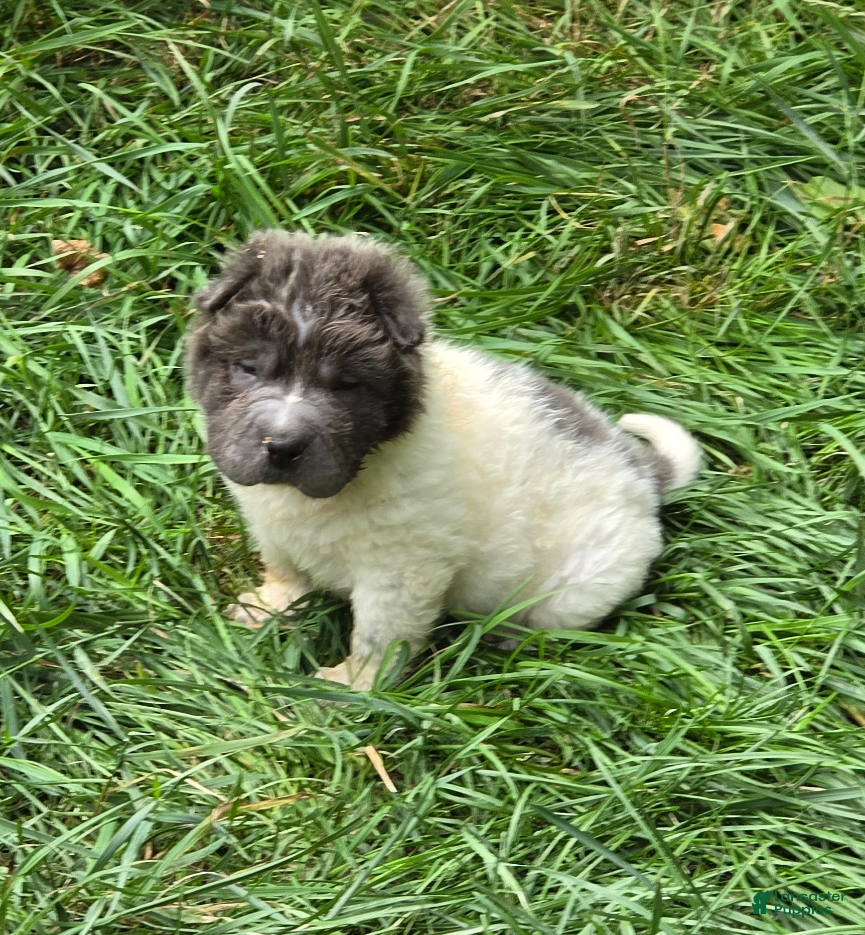 Shar Pei dogs Tiny Tom flower bear coat mini  - Ad 1