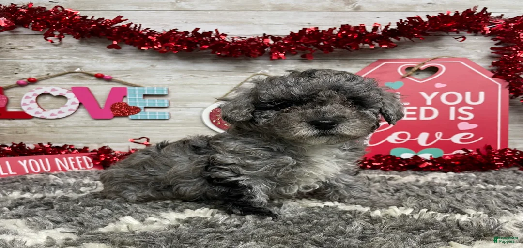 Gallery Image {{count}}