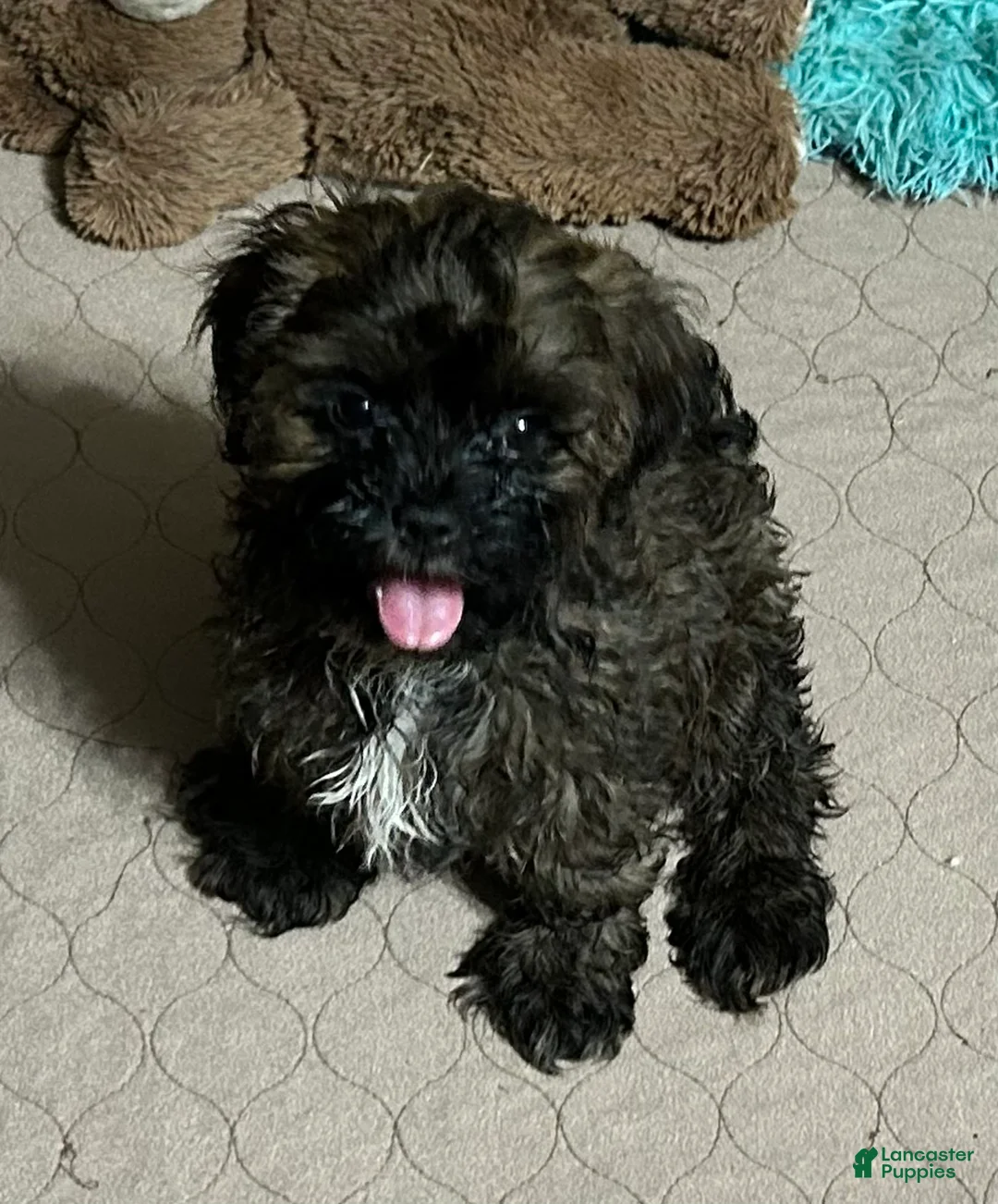 Shihpoo dogs for sale: Shihpoo 5 (Shih Tzu / Poodle) - Ad 1