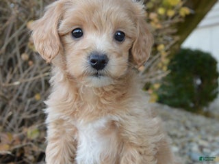 Mini Goldendoodle dogs - Ad 5