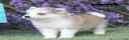 Nenets Herding Laika dogs for sale: Sterling Nenet Laika TX can transport - Ad 2