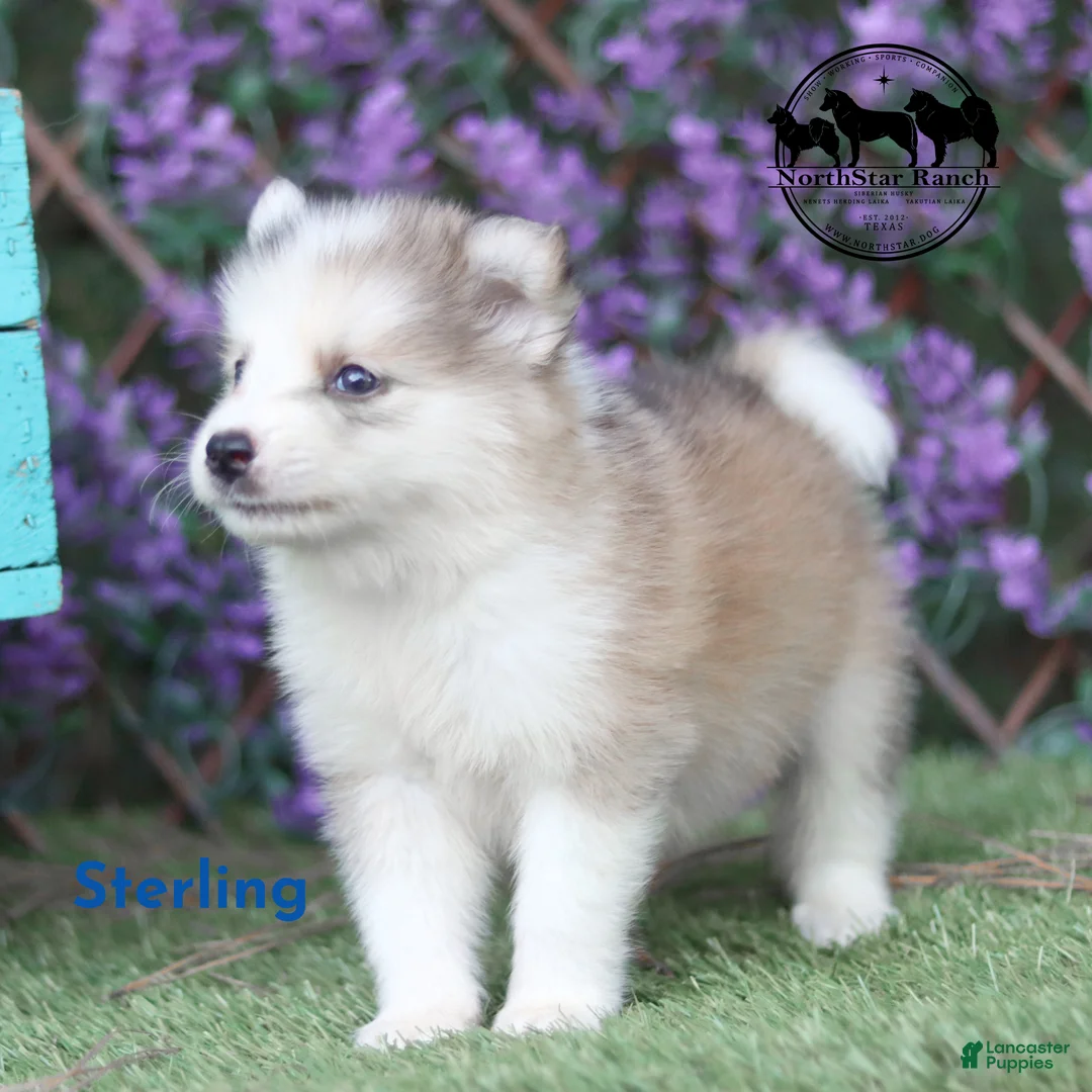 Nenets Herding Laika dogs for sale: Sterling Nenet Laika TX can transport - Ad 2