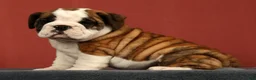 English Bulldog dogs for sale: Daisy - Ad 6