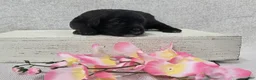 Shihpoo dogs for sale: Blossom - Ad 4