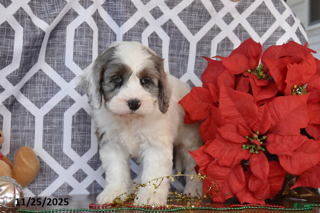 Cockapoo dogs for sale: Lisa - Ad 2