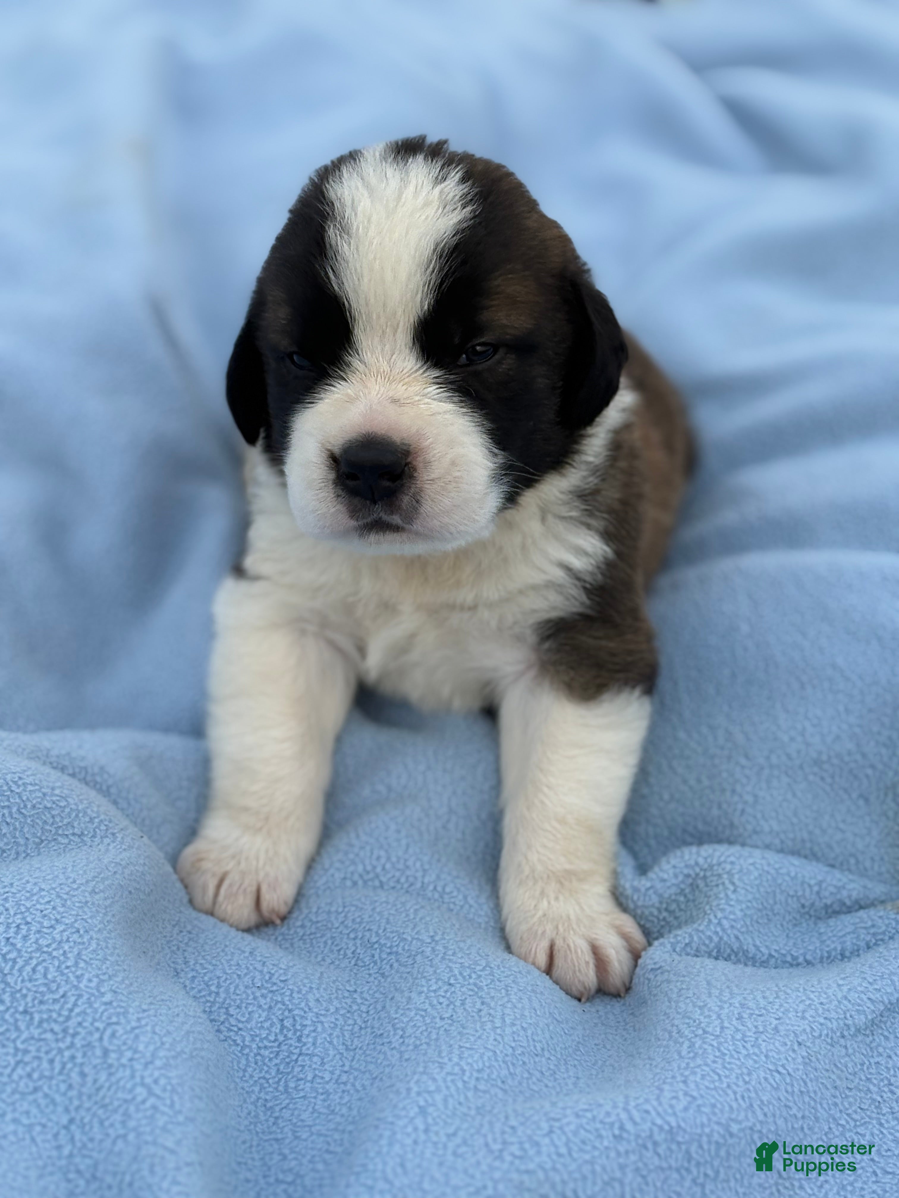 Saint Bernard dogs Rocky - Ad 2