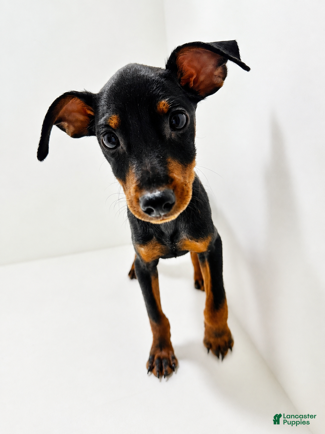 Miniature Pinscher dogs Darla - Ad 2