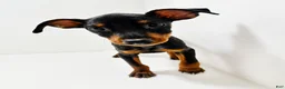 Miniature Pinscher dogs for sale: Sasha - Ad 5