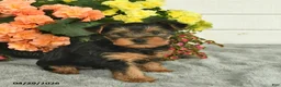 Yorkshire Terrier dogs for sale: Corby  - Ad 4