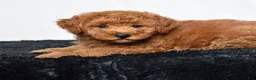 Mini Goldendoodle dogs for sale: Remi - Ad 4